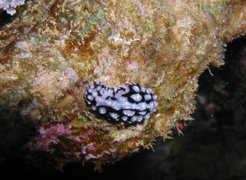 varicose wart slug.jpg
